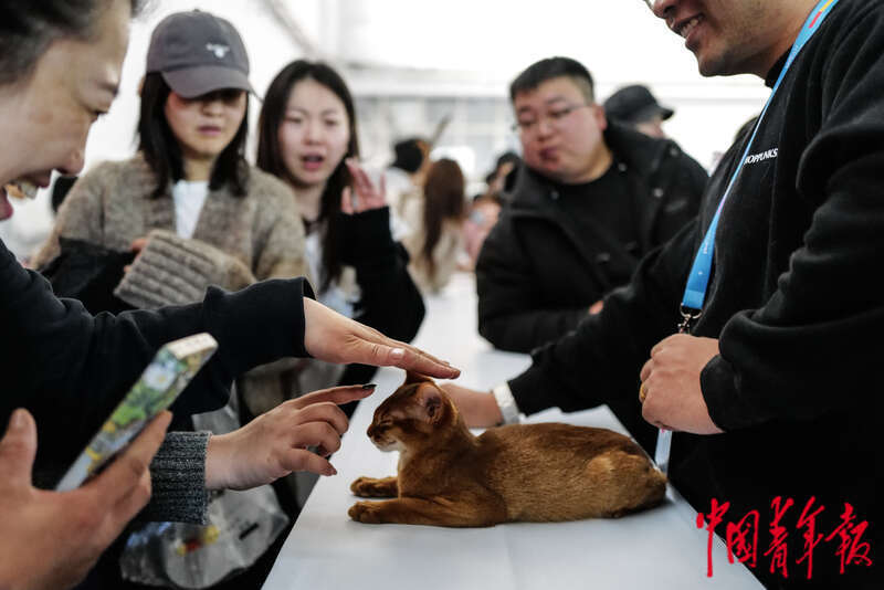 宠物时装、宠物直播、AI无创体检“它经济”持续升温(图9)