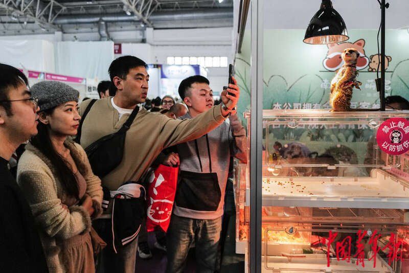 宠物时装、宠物直播、AI无创体检“它经济”持续升温(图10)