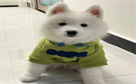 宠物服饰有哪些(图1)