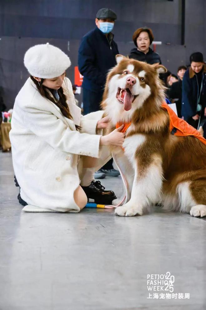 围观！最时髦的“毛孩子”一场宠物时尚盛宴将在月底开启→(图2)