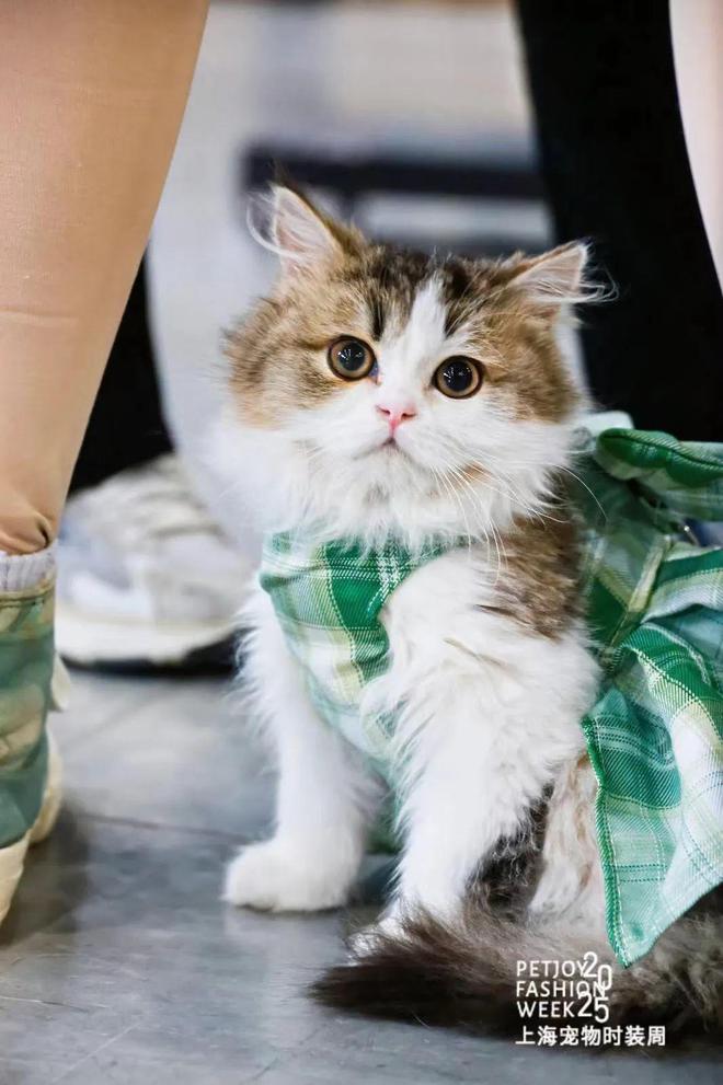 围观！最时髦的“毛孩子”一场宠物时尚盛宴将在月底开启→(图1)