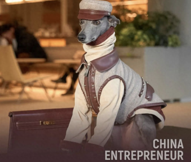 95后女生给狗狗做衣服年入300万宠物服饰成新风口(图1)