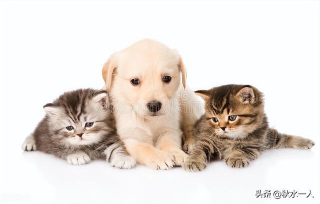 尊龙凯时网站：95后女生给狗做衣服年入300万：宠物经济背后的千亿级情感消费(图2)