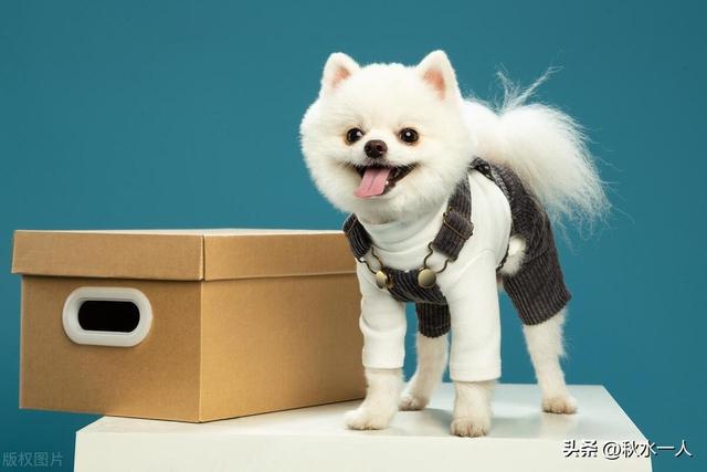 尊龙凯时网站：95后女生给狗做衣服年入300万：宠物经济背后的千亿级情感消费(图1)