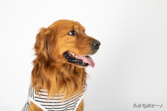 尊龙凯时网站：95后女生给狗做衣服年入300万：宠物经济背后的千亿级情感消费(图3)