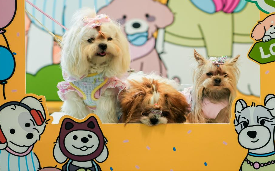 尊龙凯时网站：美腕打造宠物友好直播间：从选品策略传递科学养宠理念(图1)