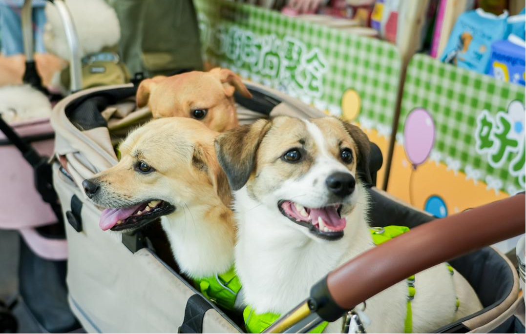 尊龙凯时网站：美腕打造宠物友好直播间：从选品策略传递科学养宠理念(图4)