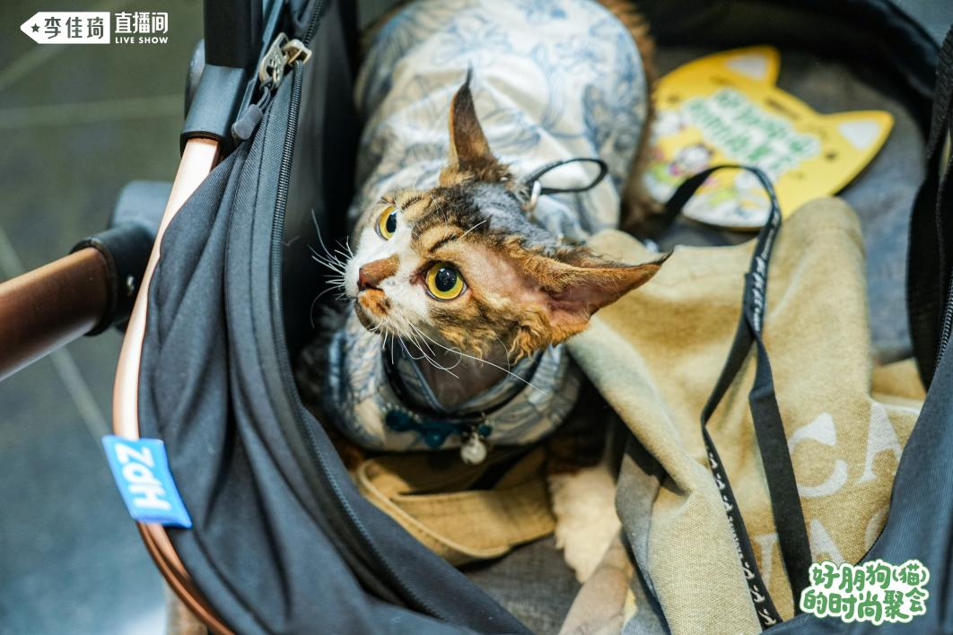 尊龙凯时网站：美腕打造宠物友好直播间：从选品策略传递科学养宠理念(图5)