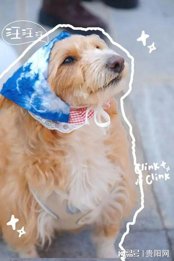 z6尊龙·凯时：爽贵阳春日狂欢：非遗手工艺与萌宠时尚的梦幻碰撞(图2)