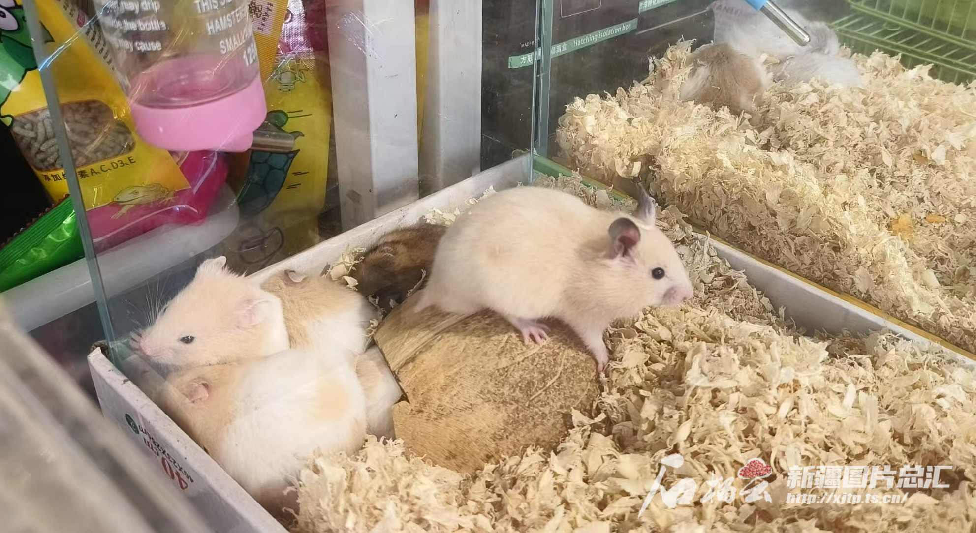 “小萌宠”撬动“大市场”乌鲁木齐宠物经济持续升温(图3)