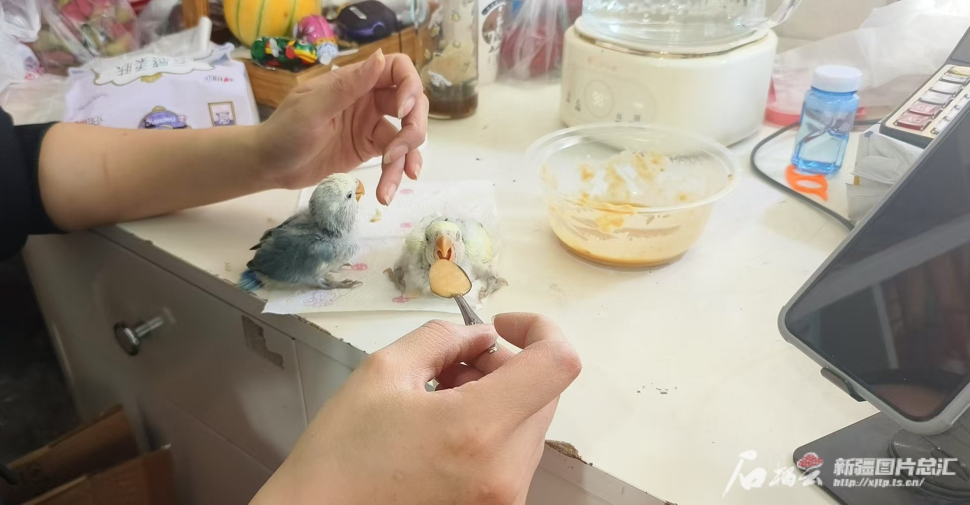 “小萌宠”撬动“大市场”乌鲁木齐宠物经济持续升温(图4)