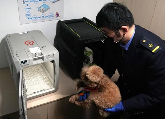 带宠物出行如何更友好？
