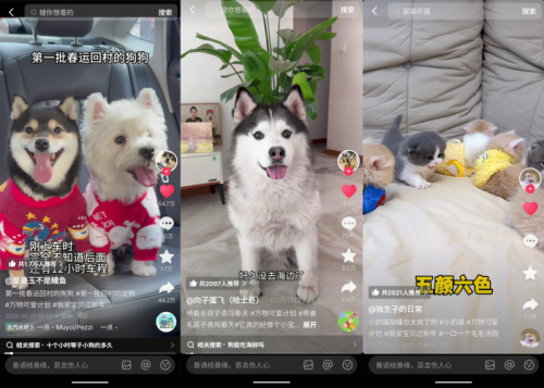 解锁萌宠经济新生态：抖音万物可爱计划如何用内容链动科学养宠新未来(图3)