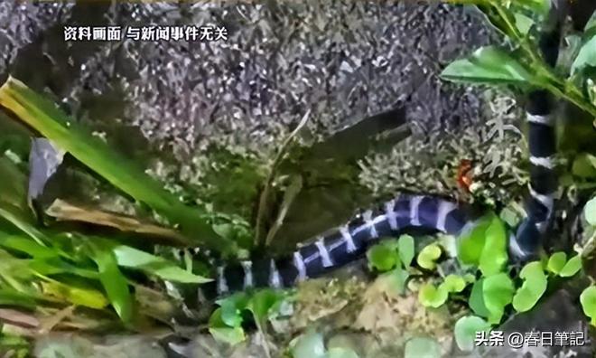 尊龙凯时网站：女游客被蛇咬身亡后续！身份信息曝光家属发声抢救后称没经验(图23)