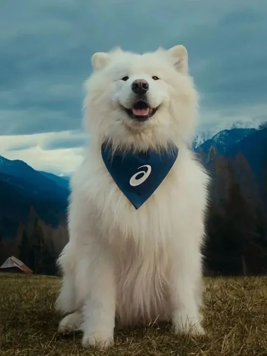 爆火的功能性宠物服饰是智商税吗？(图5)