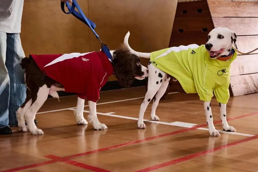 爆火的功能性宠物服饰是智商税吗？(图6)