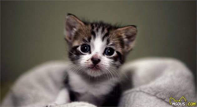 z6尊龙·凯时：养宠物必备的四件物品看你都买好了吗？(图1)