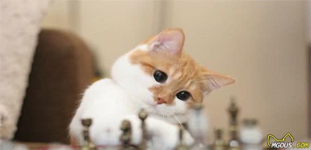 z6尊龙·凯时：养宠物必备的四件物品看你都买好了吗？(图6)