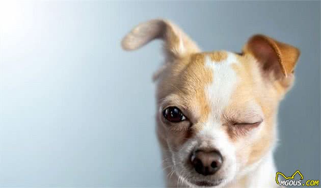 z6尊龙·凯时：养宠物必备的四件物品看你都买好了吗？(图4)