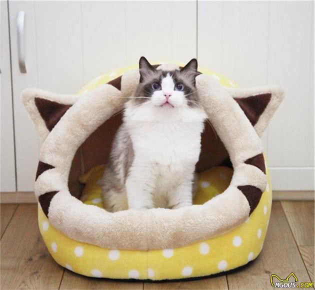 z6尊龙·凯时：养宠物必备的四件物品看你都买好了吗？(图5)