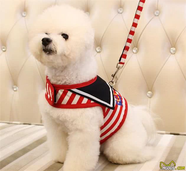 z6尊龙·凯时：养宠物必备的四件物品看你都买好了吗？(图7)