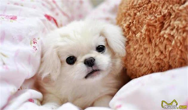 z6尊龙·凯时：养宠物必备的四件物品看你都买好了吗？(图2)