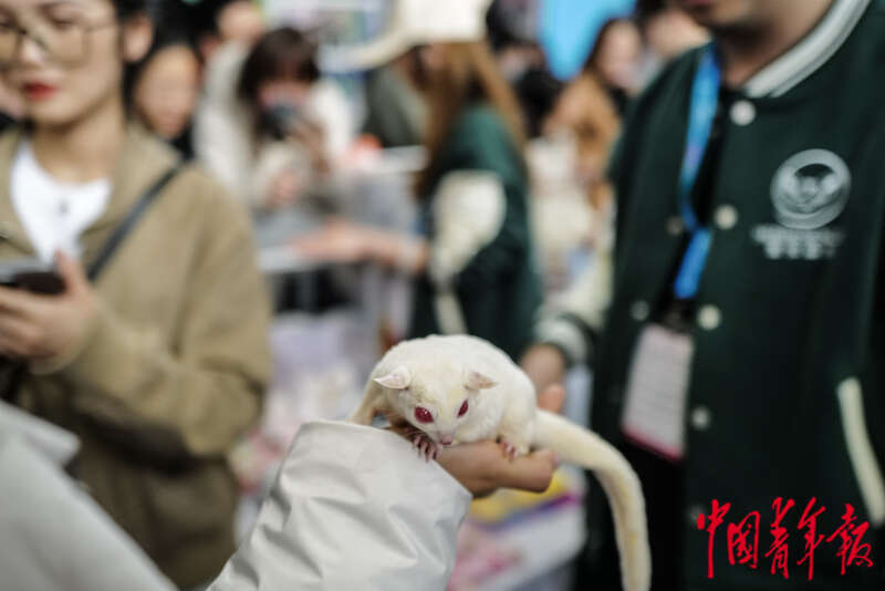 宠物时装、宠物直播、AI无创体检“它经济”持续升温(图11)
