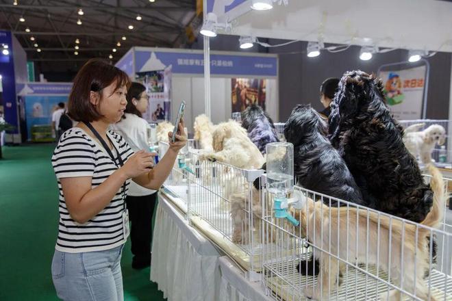 穿潮牌、用联名……宠博会揭秘：养宠人钱都花哪了？(图2)