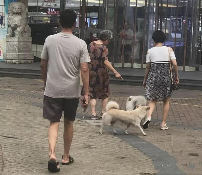 人生就是博：男子小区被同一只狗咬两次遭狗主人反问：怎么不咬别人只咬你？(图1)