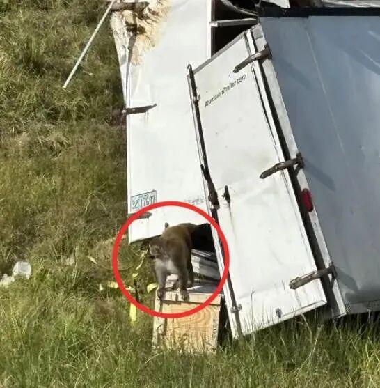 坏了美国跑丢3只猴疑似带3种病毒？！说法还互相矛盾这？！(图2)