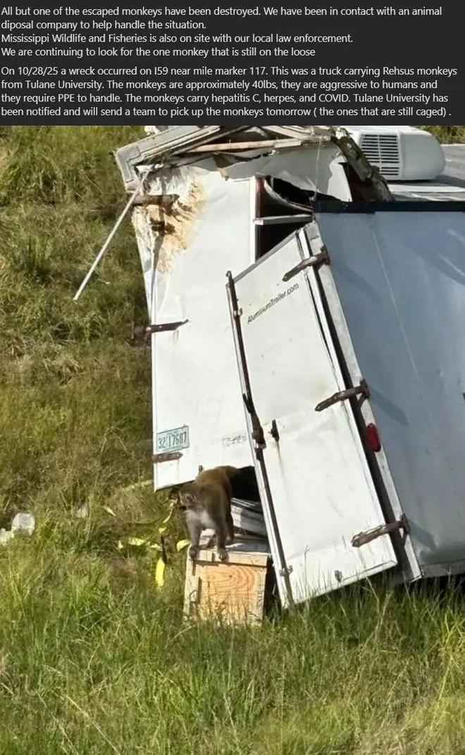 坏了美国跑丢3只猴疑似带3种病毒？！说法还互相矛盾这？！(图3)