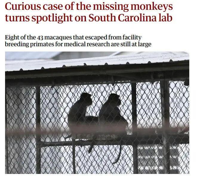 坏了美国跑丢3只猴疑似带3种病毒？！说法还互相矛盾这？！(图6)