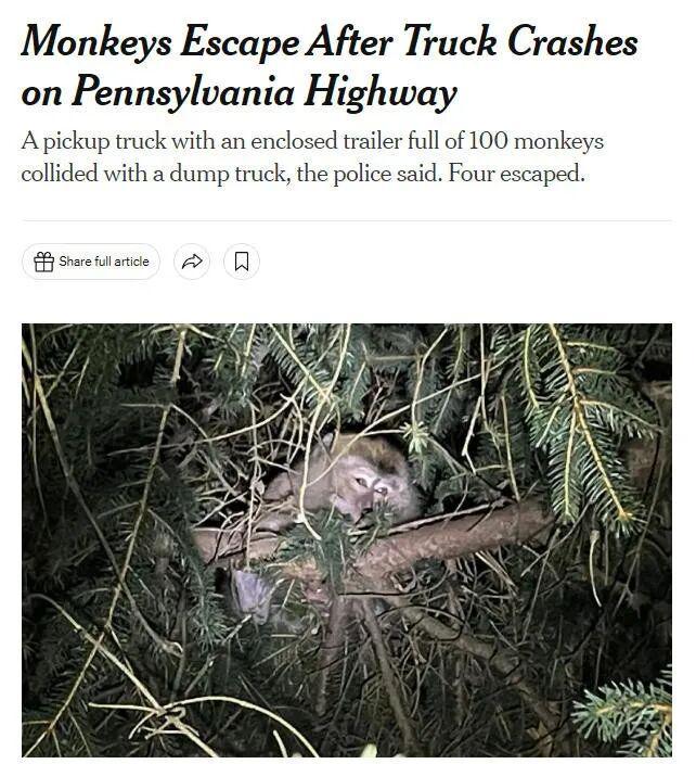 坏了美国跑丢3只猴疑似带3种病毒？！说法还互相矛盾这？！(图5)