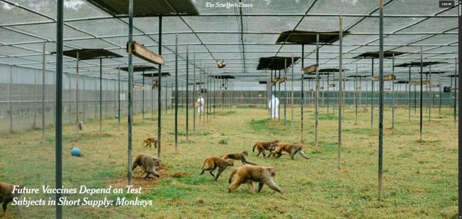 坏了美国跑丢3只猴疑似带3种病毒？！说法还互相矛盾这？！(图7)