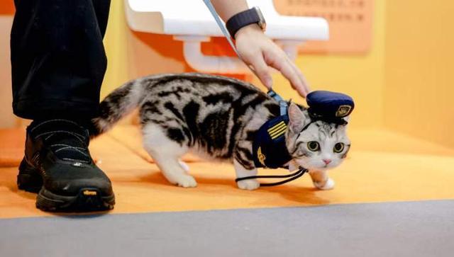 尊龙凯时网站：宠物茶歇、65克宠物登山胸背用品追求“情绪价值”了！进博会首现产业展台链接全球“它经济”丨Hi进博(图9)