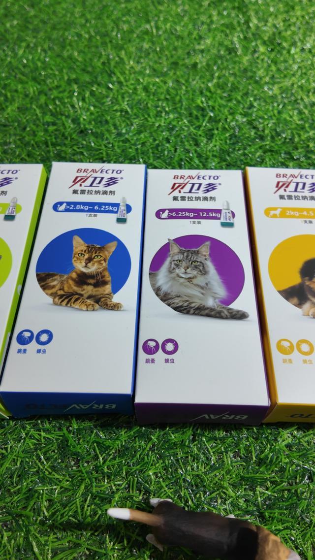 尊龙凯时网站：宠物茶歇、65克宠物登山胸背用品追求“情绪价值”了！进博会首现产业展台链接全球“它经济”丨Hi进博(图5)