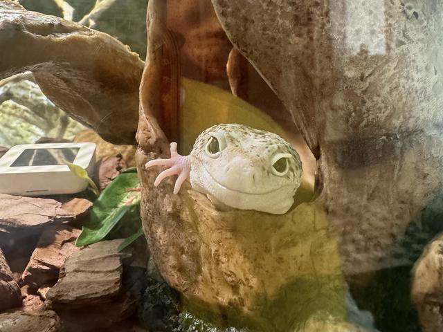 天冷添衣、智能控温……宠物过冬撬动千亿元市场(图4)