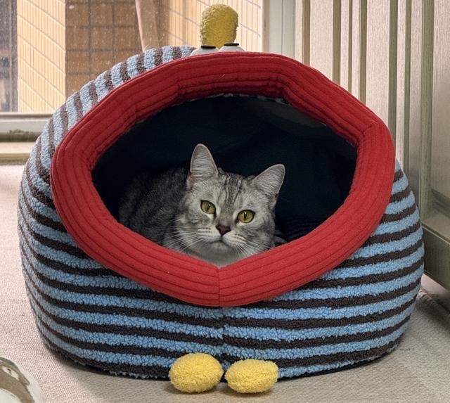 天冷添衣、智能控温……宠物过冬撬动千亿元市场(图2)