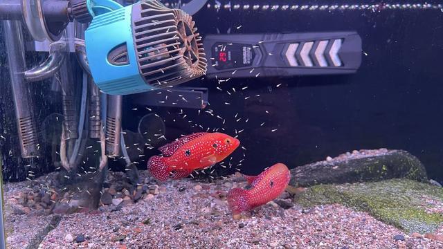 天冷添衣、智能控温……宠物过冬撬动千亿元市场(图5)