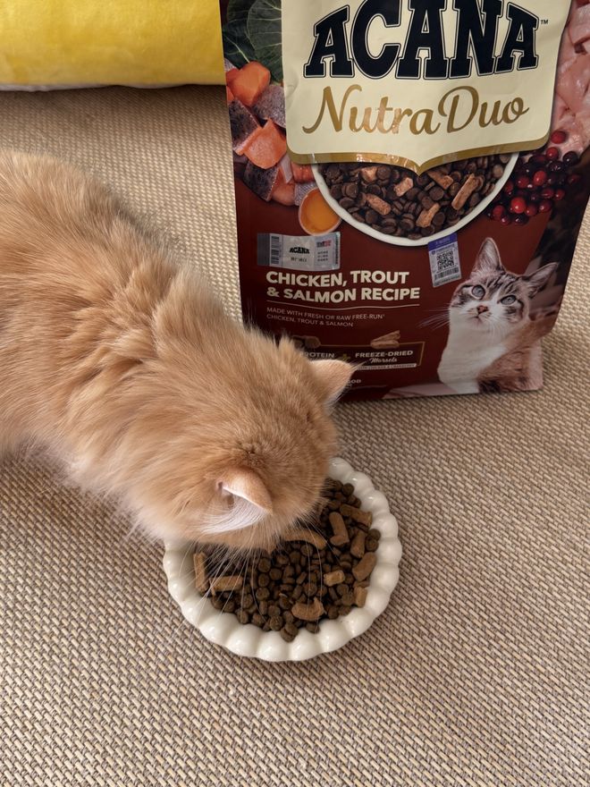 尊龙凯时网站：爱肯拿双拼倍护宠粮中国上市高端宠粮加码“日常养护”(图4)