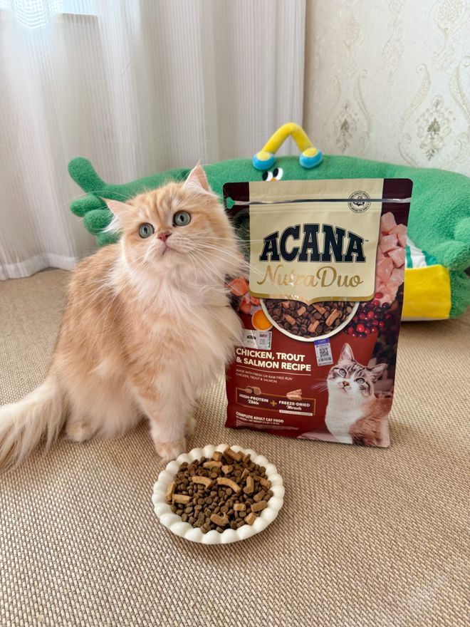 尊龙凯时网站：爱肯拿双拼倍护宠粮中国上市高端宠粮加码“日常养护”(图6)