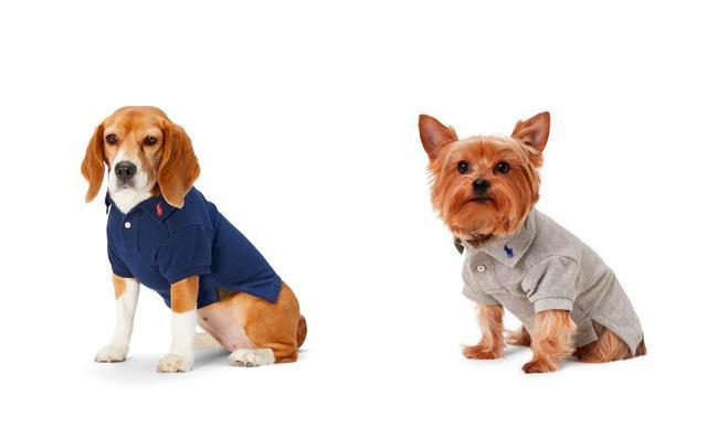 2万多的爱马仕狗碗50万元的LV狗屋奢侈品品牌瞄准宠物市场从头到脚、衣食住行的宠物用品应有尽有(图6)