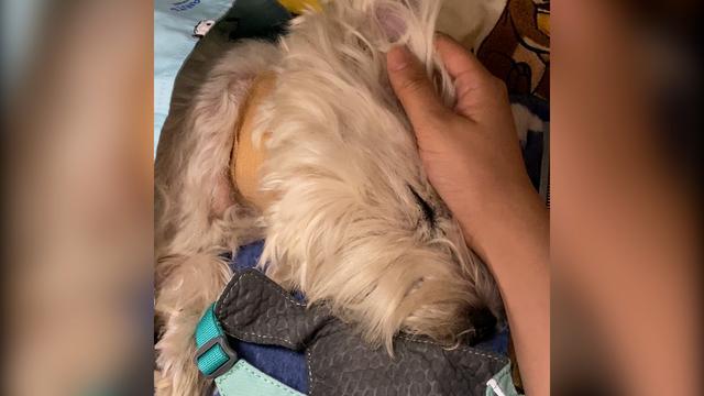 北京首例宠物中毒刑事公诉案“一审判决程序上已经生效”(图2)