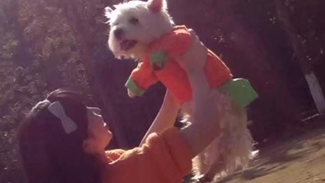 北京首例宠物中毒刑事公诉案“一审判决程序上已经生效”(图1)