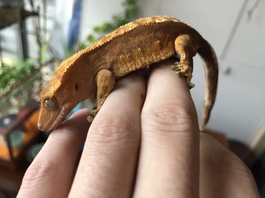 能给主人“打电话”的宠物智能手机也来了！宠物产业3000亿元市场大爆发行业上市公司“涨”声一片(图9)