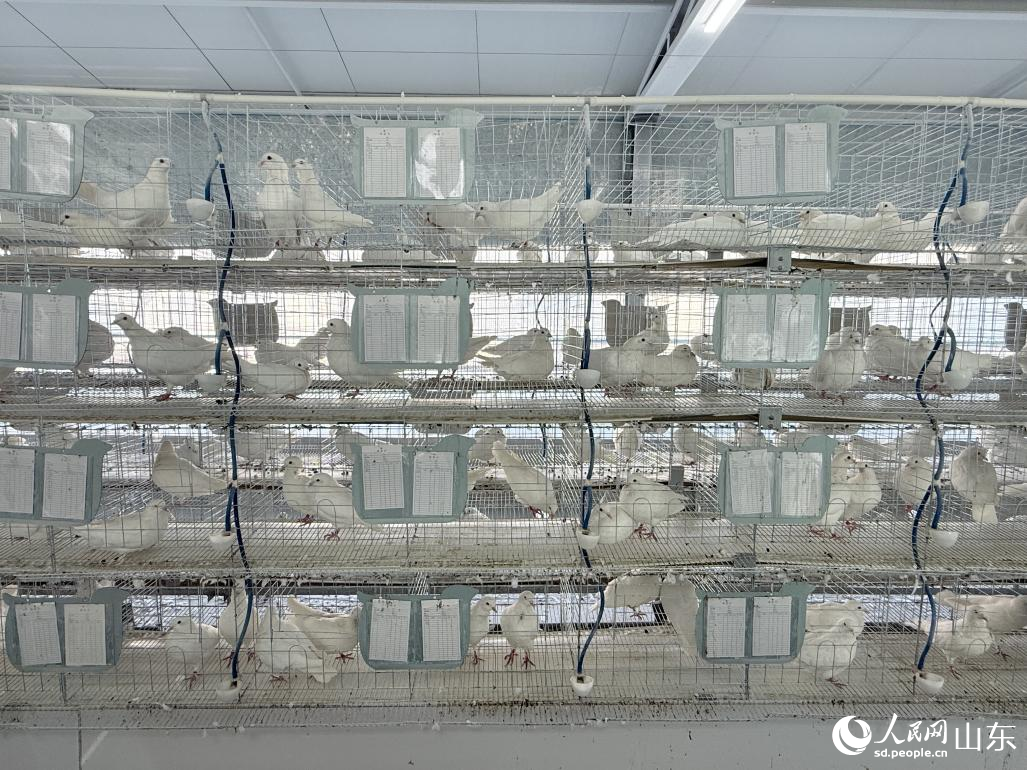 山东临沂：山水共富点石成金(图5)