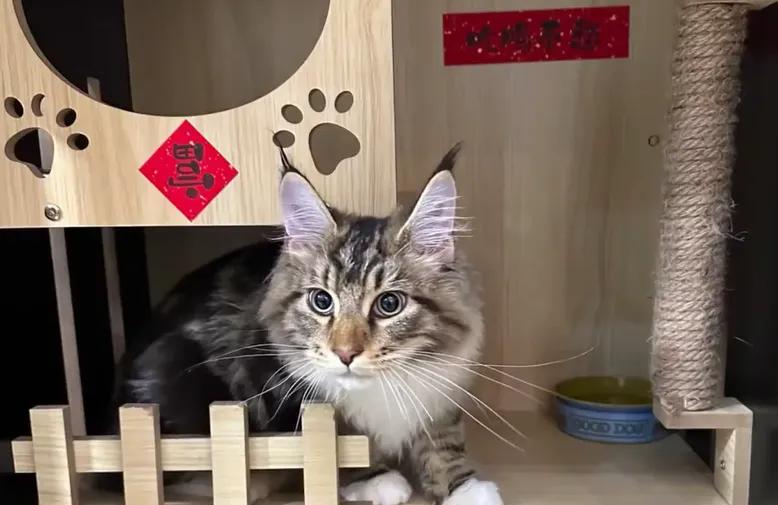 中国蓝观察丨提前几个月“抢房”、喂养需求激增、专属年夜饭……你的萌宠春节怎么过？(图2)