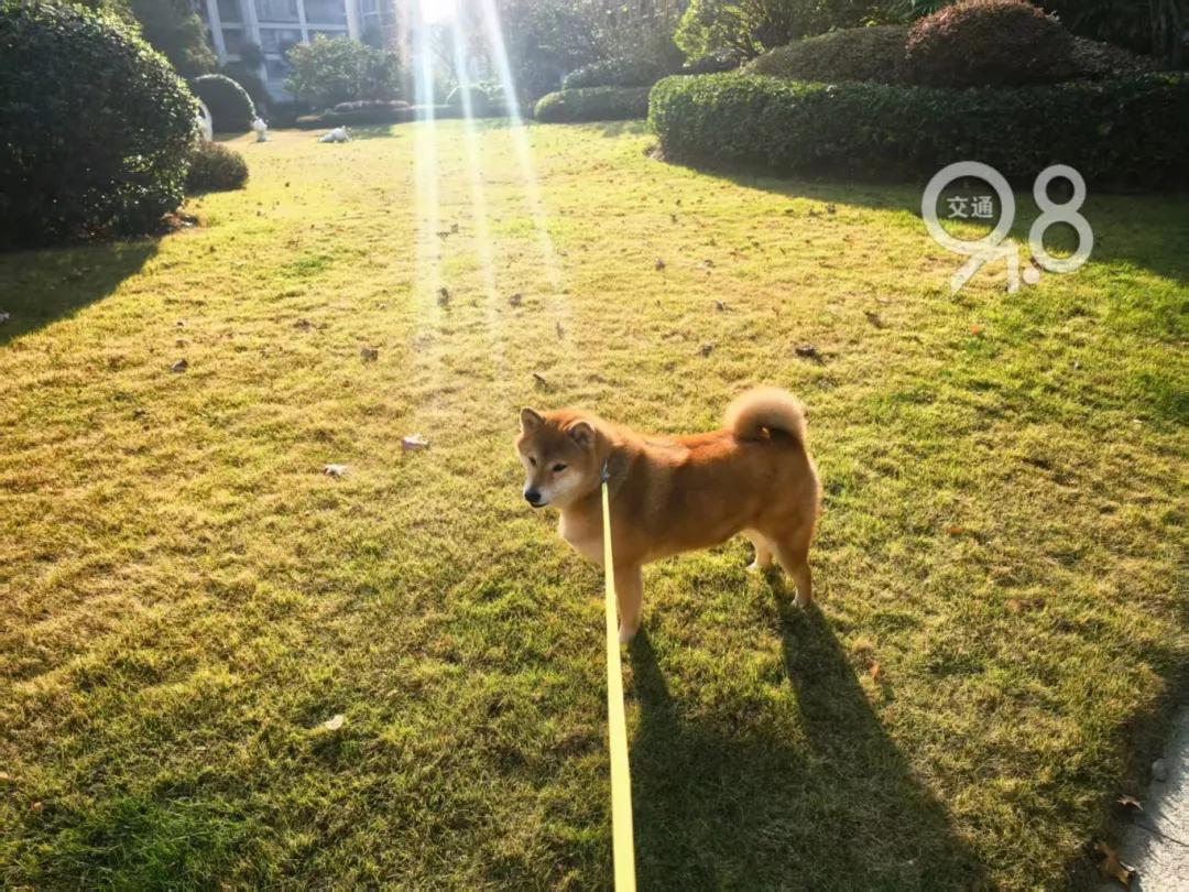 中国蓝观察丨提前几个月“抢房”、喂养需求激增、专属年夜饭……你的萌宠春节怎么过？(图1)