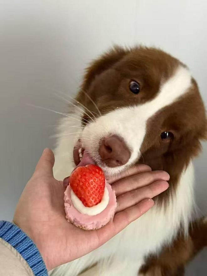 果然财经丨宠物酒店春节预定“一房难求”陪伴服务成寄养新需求(图4)