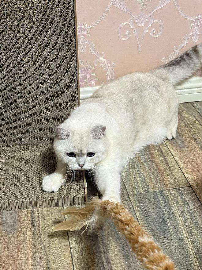 密码锁+监控普及春节代喂宠物仍受欢迎有人靠“走量”单日入账千元(图1)